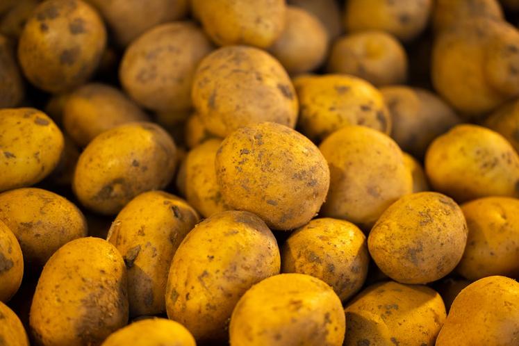 gaspillage pommes de terre Solaal Hauts-de-France