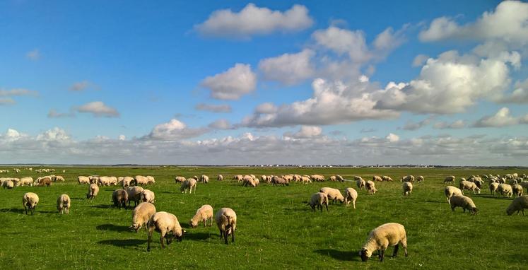 agneau AOP baie de Somme