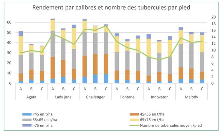 A : confort hydrique, B : stress hydrique grossissement et C : stress hydrique tubérisation. Échelle de gauche = rendement t/ha brut et échelle de droite = nombre de tubercules par pied. 
