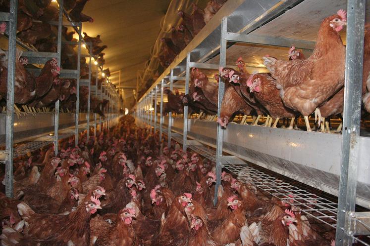 La filière poursuit le développement des élevages alternatifs aux cages pour répondre à la demande en œufs.