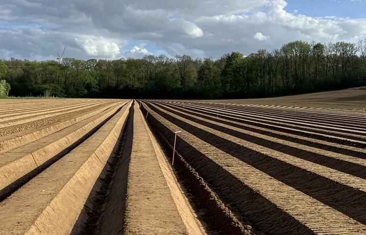 En conditions sèches, des buttes bien formées améliorent l’action des produits herbicides.