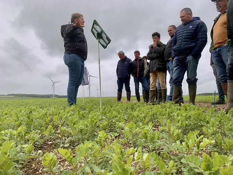 Charlène Buridant, ingénieure régionale Fnams, mène des essais dans l’espoir  d’apporter de nouvelles solutions de désherbage aux producteurs. 