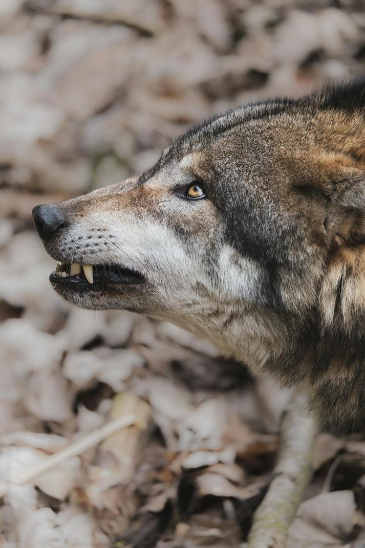 ciné débat sur le loup dans les Hauts-de-France