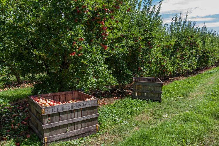 rénovation vergers pommes poires appel à projets FranceAgrimer