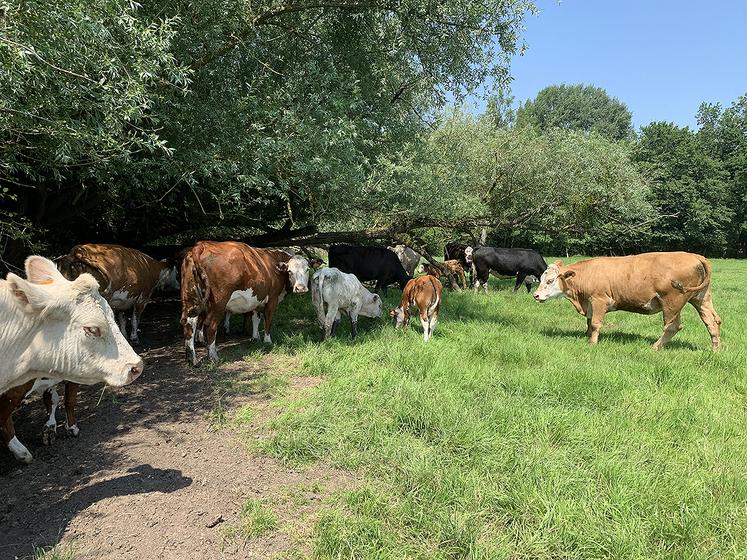 À Fontaine-sur-Somme, Maïté Sannier mise sur des prairies diversifiées pour bien nourrir ses vaches. 
