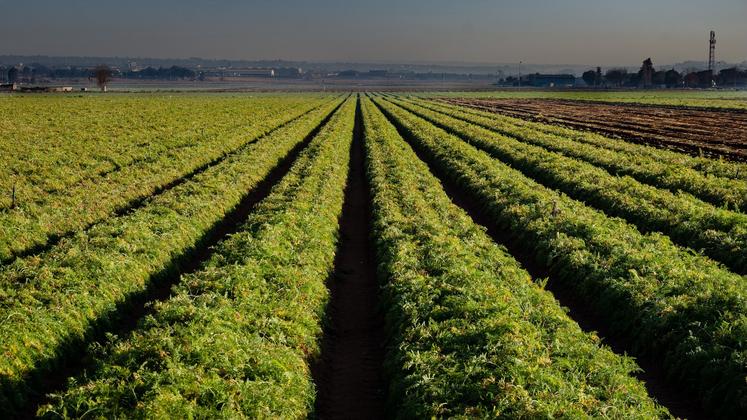 légumes d'industrie 2025