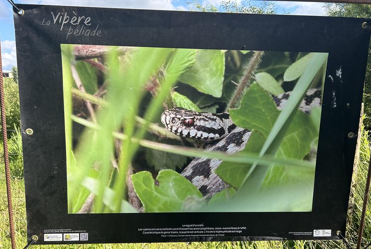 Le Conservatoire des espaces naturels des Hauts-de-France s’est engagé dans un plan d’action et de protection de la vipère péliade de 2019 à 2028. 