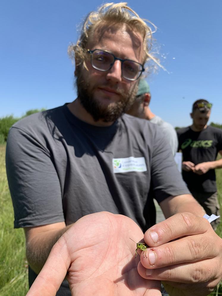 Ce criquet ensanglanté est un indicateur des prairies humides en bonne santé. 
