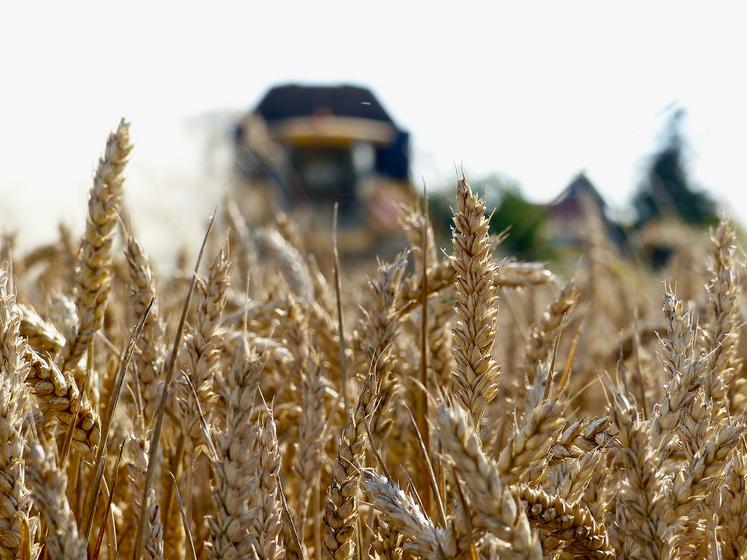 En France, c’est la déception. Alors que le marché tablait en juin sur 32-33 Mt, la récolte 2026 de blé tendre  pourrait tomber en deçà des 32 Mt. 