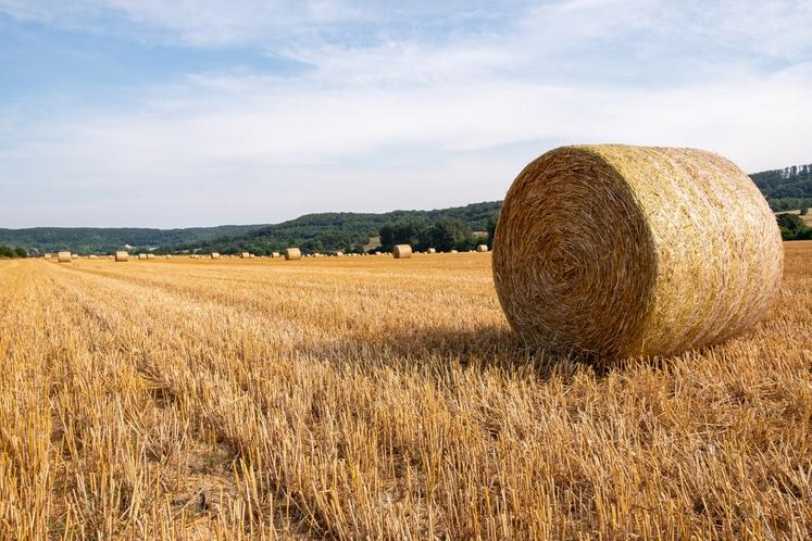 céréales rendements blé tendre prévisions