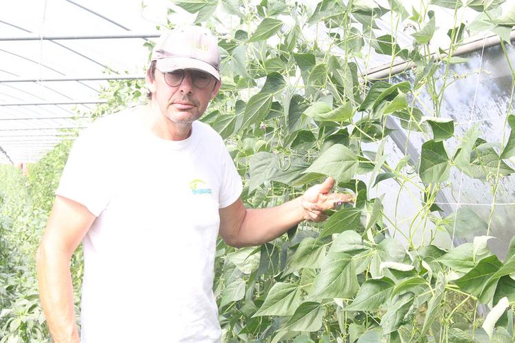 Ludovic Sanglier devant des haricots verts grimpants. 14 serres tunnels sont installées au hameau de la Place, à Hodenc-en-Bray pour les tomates, concombres...