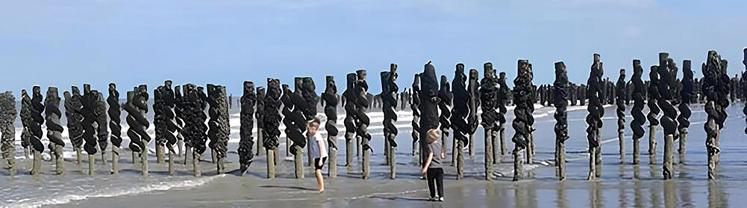 Les bouchots sont visibles à marée basse. 