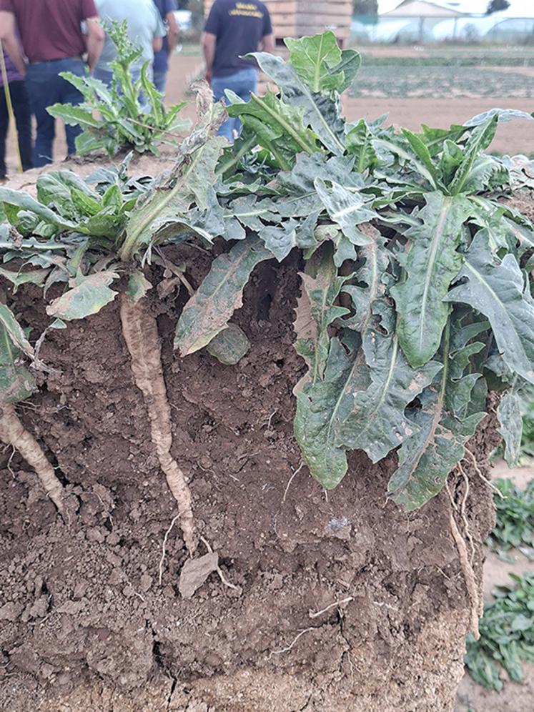 Un couvert suffisamment développé va restituer du carbone au sol et nourrir l’activité biologique du sol, ce qui va nécessairement profiter à la plante cultivée. 