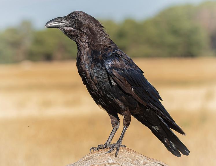 Le piégeage des corvidés, en période de semis de printemps, est une période intense. 