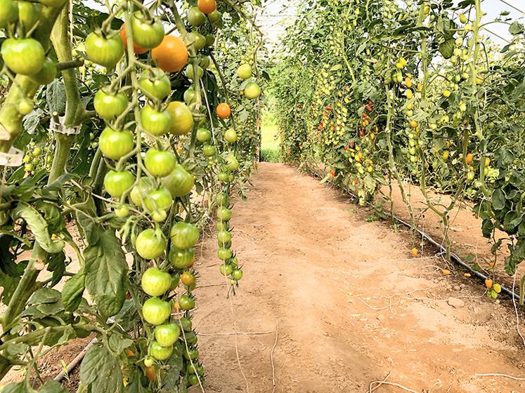 La filière maraîchage est en développement dans la Somme.