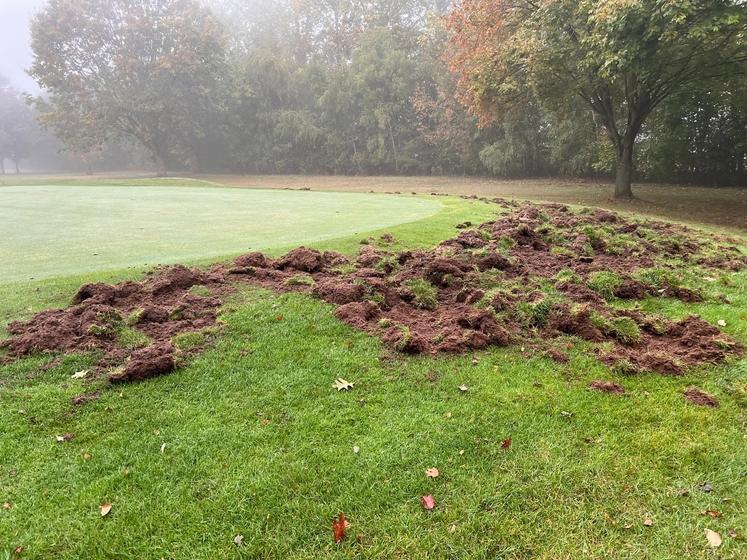 dégâts sangliers golf Saint-Quentin