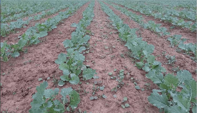 Là où les semis de colza ont été plus tardifs – courant septembre contre des semis entre le 20 et le 22 août –, certaines parcelles pourraient être retournées.