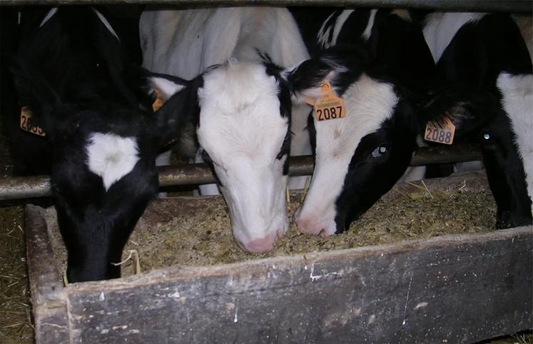 La base d’une ration sèche doit être constituée de céréales aplaties distribuées à volonté (blé, triticale, orge ou mélange 40 % d’orge et 60 % de blé), associées à une source azotée et à un apport suffisant de fibres.