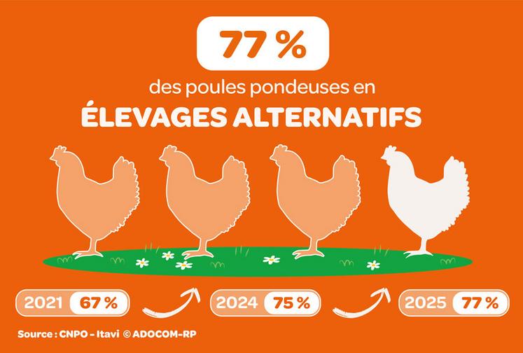 modes d'élevage des poules pondeuses moins de cages