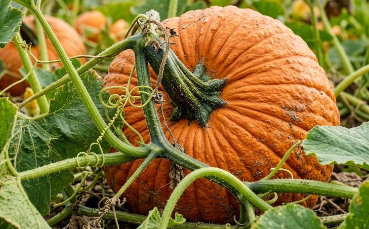 bassins de production citrouilles en France