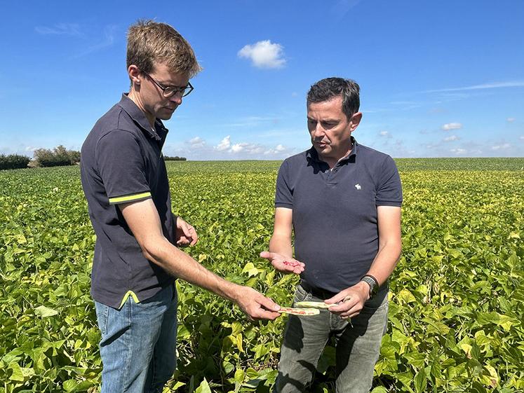 «Beaucoup de grains d’haricots rouges ont été avortés en raison des fortes  chaleurs», indique Timothée Guéroult, agriculteur à Croix-Moligneaux. 