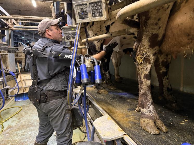 un éleveur trait ses vaches avec un exosquelette.