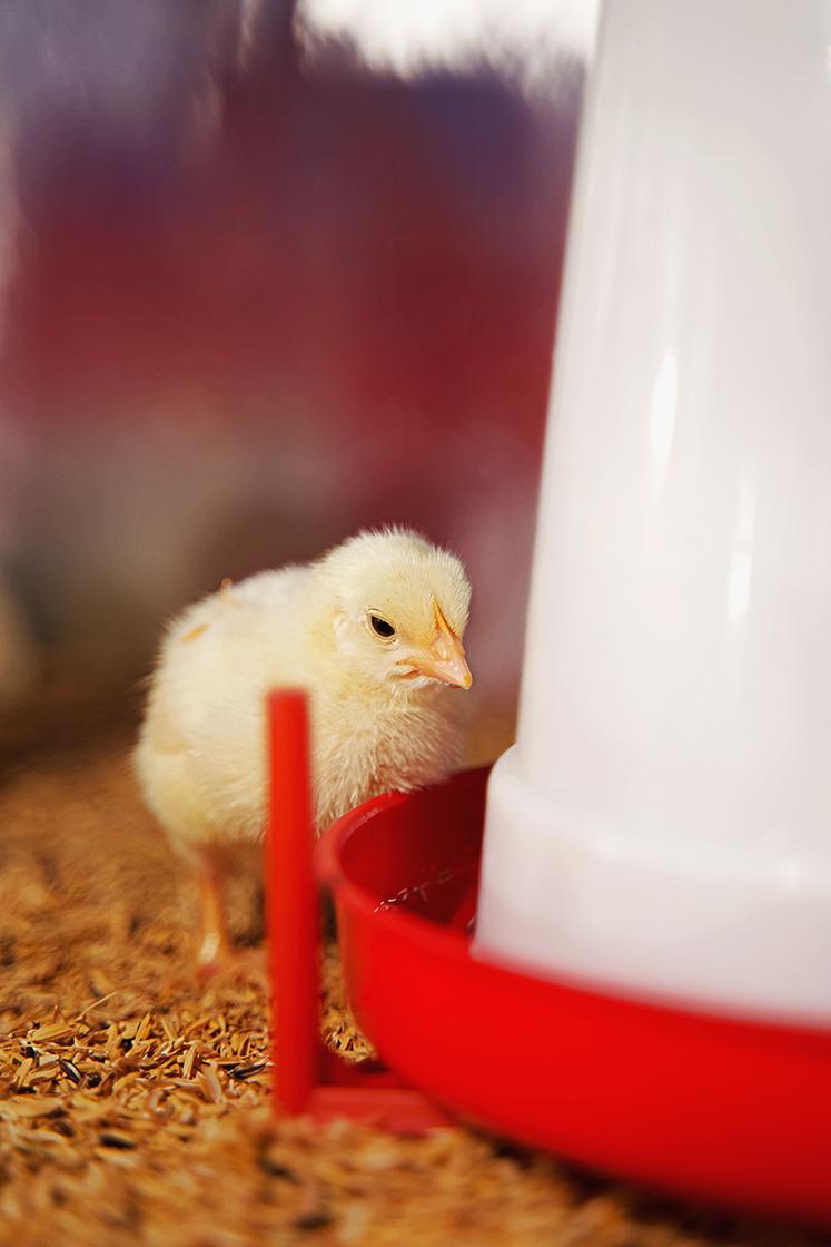 En poulets de chair comme en poules pondeuses, l’abreuvement représente 82 % des volumes consommés. 