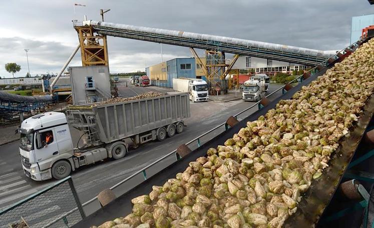 La betterave industrielle sombre à 25,3 Mt (-30 % sur un an), avec un rendement de 67,8 t/ha, s'affichant elle aussi,  comme le tournesol, «au plus bas depuis au moins 1980» soulignent les statisticiens. 