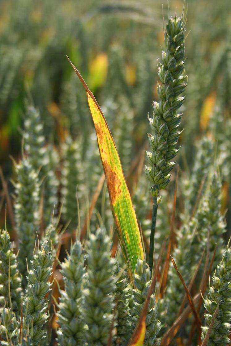 Septoriose.