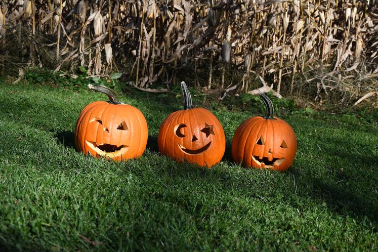 citrouille halloween