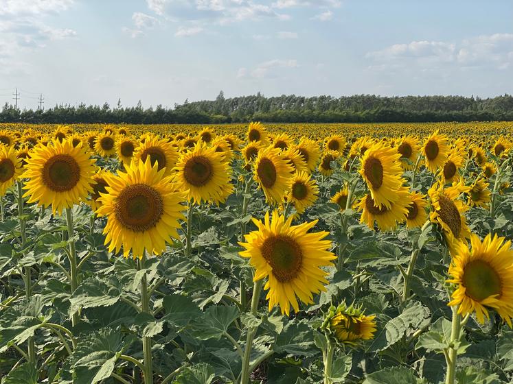 huile de tournesol Ukraine Russie