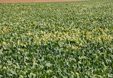 Moins de jaunisse dans les champs en 2021 ne veut pas dire que tout est réglé.