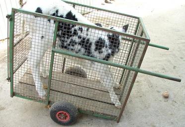 Le Gaec du Moulin à Vent, de Jean-Christophe Grandin, éleveur laitier au Nouvion-en-Thiérache (02), a présenté ce chariot à veaux. 