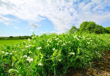Toutes les variétés testées de pois présentent une bonne tenue de tige à la récolte.
