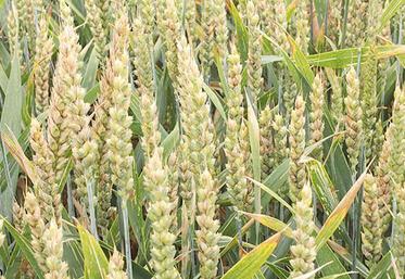 Pour éviter la fusariose, un programme fongicide «épiaison-floraison» est à envisager.