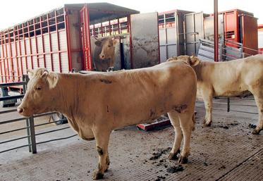 En viande bovine, les flux sont restés «très limités». 