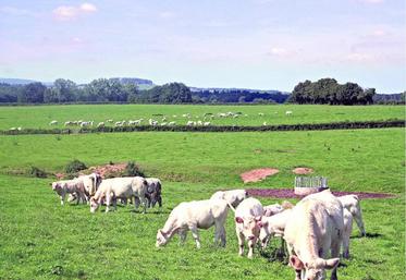 Alors que la pression sur les éleveurs s'intensifie, la Fnsea veut montrer que dans leurs pratiques ceux-ci prennent déjà en compte le bien-être des animaux.