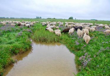 Pour la première fois, en Plaine maritime picarde, le concours était spécialement dédié aux prés salés pâturés par les moutons. La gestion de Jérémy Mallot permet de maintenir la diversité végétale.