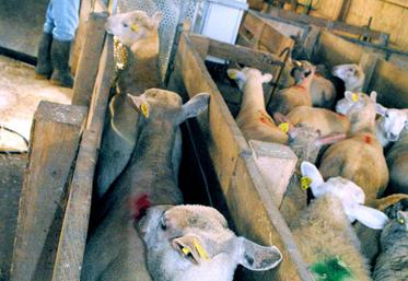 Saisie informatique du pointage par un inspecteur du Herd-Book Limousin.