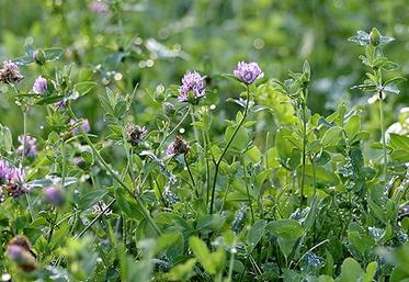 Des légumineuses sont également incorporables au mélange : trèfle blanc, luzerne et trèfle violet.