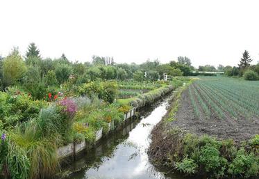 L'accès aux hortillonnages d'Amiens est fortement restreint depuis ce 9 avril 2020.