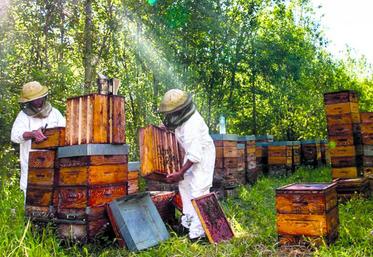 Récolte de miel.