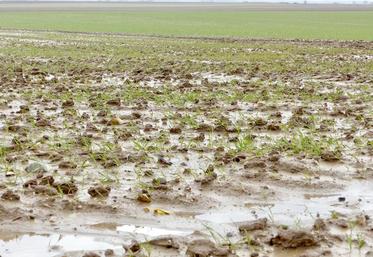 Les cumuls de pluie ont perturbé l’implantation des céréales. Conséquences : des pertes de pieds ou des symptômes de phytotoxicité peuvent s’observer.
