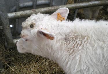 La prise en main du matériel est importante, ici le fer a été appliqué trop longtemps.