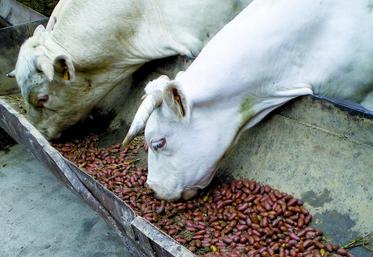 20 kg / tête  en complément du fourrage habituel est déjà conséquent pour éviter les risques nutritionnels. Une barre au garrot empêche les animaux de relever leur tête en mangeant et évite les «fausses routes» responsables d’étranglements.