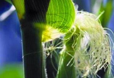 50% des plantes portent des soies : c’est la floraison.