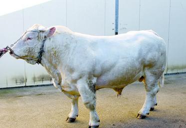 Grizzly est âgé de 3 ans et 2 mois et pèse actuellement 1380 kg.