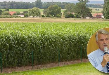 Alain Jeanroy, président de France miscanthus : «Cette culture devrait prendre une importance similaire à celle du lin.»