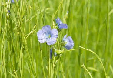 L’agronomie permet de réduire de manière conséquente les adventices dans le lin fibre. 