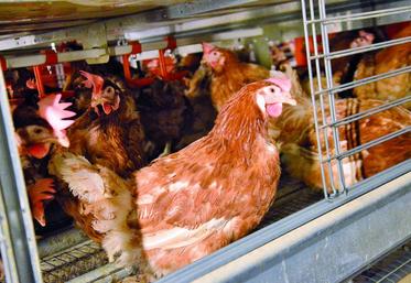 Paradoxe : alors que les poules biologiques et de plein air sont actuellement confinées pour cause d’épidémie de grippe aviaire, les poules en cage pourraient être «libérées».